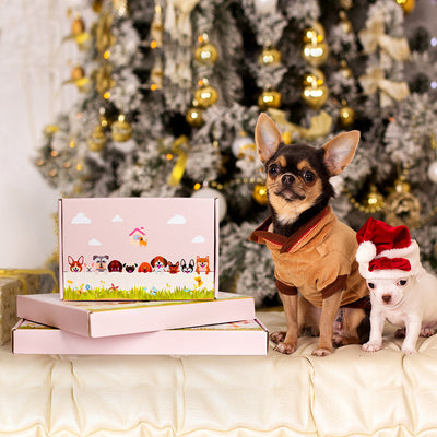 Chihuahua Blumen Topf